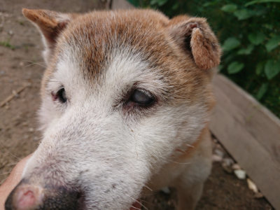 f:id:roukenhome-ann:20190611191456j:plain