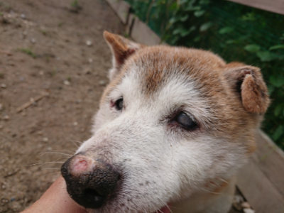 f:id:roukenhome-ann:20190611191501j:plain