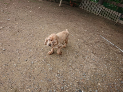 f:id:roukenhome-ann:20190611191506j:plain