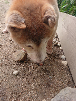 f:id:roukenhome-ann:20190611191516j:plain