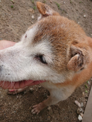 f:id:roukenhome-ann:20190611191521j:plain