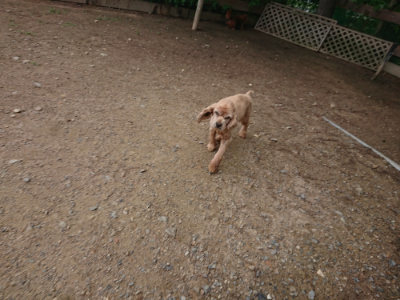 f:id:roukenhome-ann:20190611191532j:plain