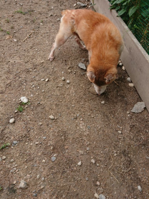 f:id:roukenhome-ann:20190611191538j:plain