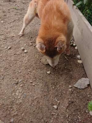 f:id:roukenhome-ann:20190611191543j:plain