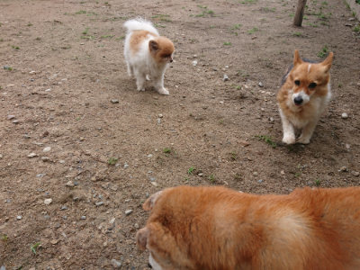 f:id:roukenhome-ann:20190611191620j:plain