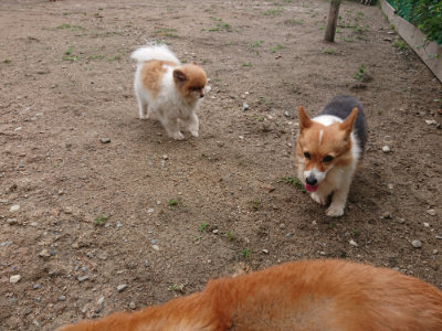 f:id:roukenhome-ann:20190611191624j:plain