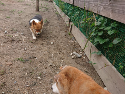 f:id:roukenhome-ann:20190611191646j:plain