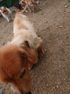 f:id:roukenhome-ann:20190611191652j:plain