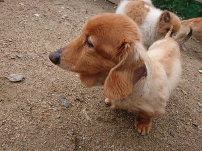 f:id:roukenhome-ann:20190611191724j:plain