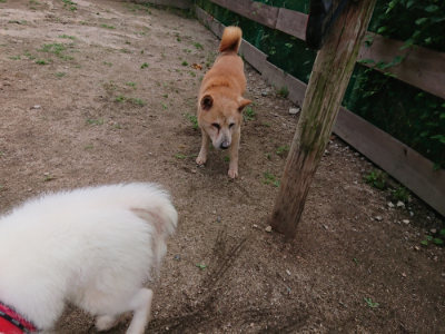 f:id:roukenhome-ann:20190611192307j:plain f:id:roukenhome-ann:20190611192307j:plain