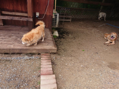 f:id:roukenhome-ann:20190611192330j:plain f:id:roukenhome-ann:20190611192330j:plain