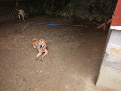 f:id:roukenhome-ann:20190611192335j:plain f:id:roukenhome-ann:20190611192335j:plain