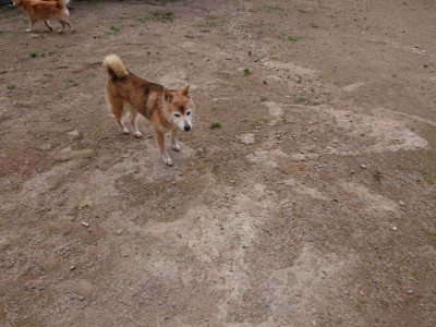 f:id:roukenhome-ann:20190611192354j:plain f:id:roukenhome-ann:20190611192354j:plain