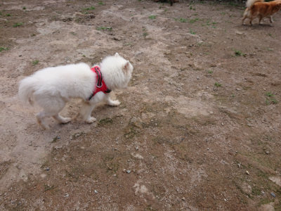 f:id:roukenhome-ann:20190611192400j:plain f:id:roukenhome-ann:20190611192400j:plain