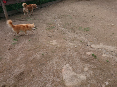f:id:roukenhome-ann:20190611192405j:plain f:id:roukenhome-ann:20190611192405j:plain