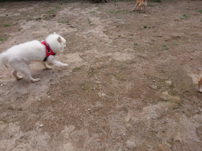 f:id:roukenhome-ann:20190611192421j:plain f:id:roukenhome-ann:20190611192421j:plain
