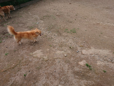f:id:roukenhome-ann:20190611192427j:plain f:id:roukenhome-ann:20190611192427j:plain