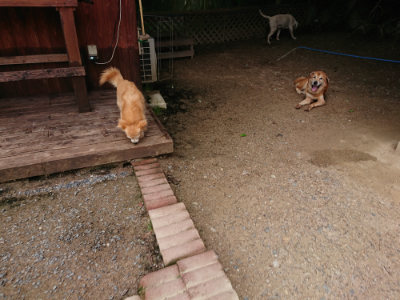 f:id:roukenhome-ann:20190611192448j:plain f:id:roukenhome-ann:20190611192448j:plain