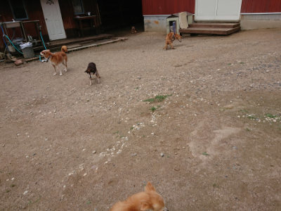 f:id:roukenhome-ann:20190611192454j:plain f:id:roukenhome-ann:20190611192454j:plain