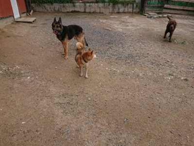 f:id:roukenhome-ann:20190611192514j:plain f:id:roukenhome-ann:20190611192514j:plain