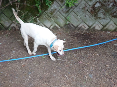 f:id:roukenhome-ann:20190611192537j:plain f:id:roukenhome-ann:20190611192537j:plain
