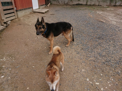 f:id:roukenhome-ann:20190611192619j:plain f:id:roukenhome-ann:20190611192619j:plain