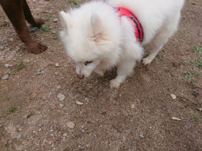 f:id:roukenhome-ann:20190611192658j:plain f:id:roukenhome-ann:20190611192658j:plain