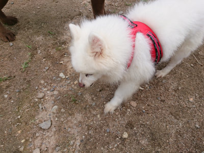 f:id:roukenhome-ann:20190611192703j:plain f:id:roukenhome-ann:20190611192703j:plain