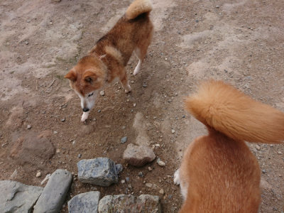 f:id:roukenhome-ann:20190611192709j:plain f:id:roukenhome-ann:20190611192709j:plain