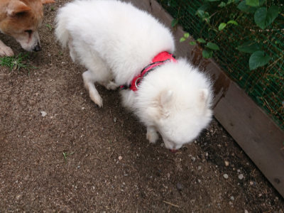 f:id:roukenhome-ann:20190611192723j:plain f:id:roukenhome-ann:20190611192723j:plain