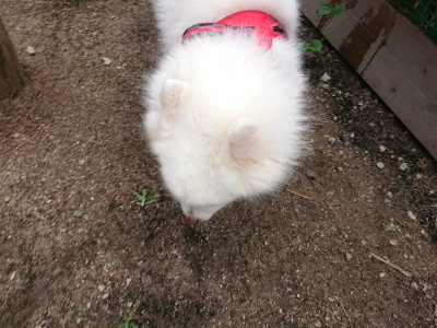 f:id:roukenhome-ann:20190611192729j:plain f:id:roukenhome-ann:20190611192729j:plain