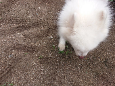 f:id:roukenhome-ann:20190611192734j:plain f:id:roukenhome-ann:20190611192734j:plain