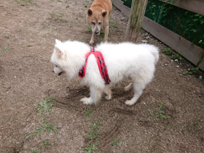 f:id:roukenhome-ann:20190611192750j:plain f:id:roukenhome-ann:20190611192750j:plain