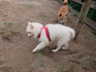 f:id:roukenhome-ann:20190611192756j:plain f:id:roukenhome-ann:20190611192756j:plain