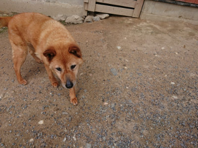 f:id:roukenhome-ann:20190611192837j:plain f:id:roukenhome-ann:20190611192837j:plain