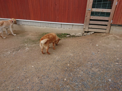 f:id:roukenhome-ann:20190611192853j:plain f:id:roukenhome-ann:20190611192853j:plain