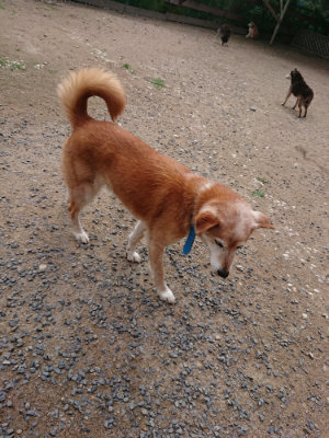 f:id:roukenhome-ann:20190611192858j:plain f:id:roukenhome-ann:20190611192858j:plain