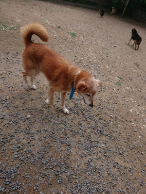 f:id:roukenhome-ann:20190611192909j:plain f:id:roukenhome-ann:20190611192909j:plain