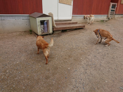 f:id:roukenhome-ann:20190611192914j:plain f:id:roukenhome-ann:20190611192914j:plain