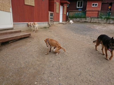 f:id:roukenhome-ann:20190611192919j:plain f:id:roukenhome-ann:20190611192919j:plain