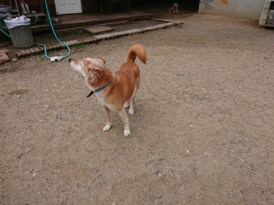 f:id:roukenhome-ann:20190611192928j:plain f:id:roukenhome-ann:20190611192928j:plain