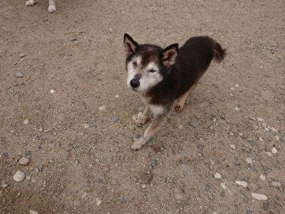 f:id:roukenhome-ann:20190611192947j:plain f:id:roukenhome-ann:20190611192947j:plain