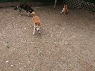 f:id:roukenhome-ann:20190611192953j:plain f:id:roukenhome-ann:20190611192953j:plain