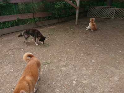 f:id:roukenhome-ann:20190611192959j:plain f:id:roukenhome-ann:20190611192959j:plain