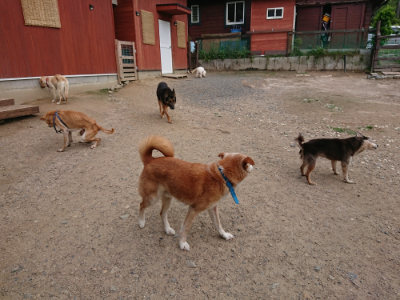f:id:roukenhome-ann:20190611193032j:plain f:id:roukenhome-ann:20190611193032j:plain