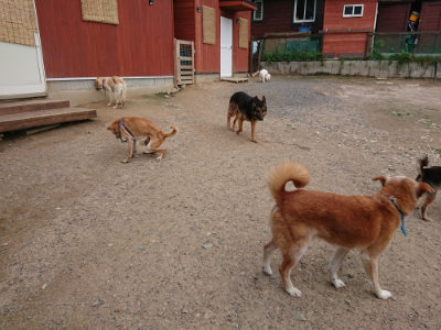 f:id:roukenhome-ann:20190611193038j:plain f:id:roukenhome-ann:20190611193038j:plain