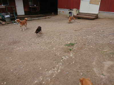 f:id:roukenhome-ann:20190611193043j:plain f:id:roukenhome-ann:20190611193043j:plain