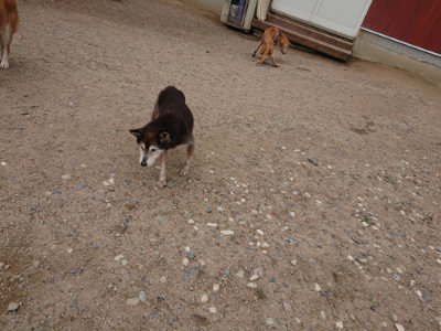 f:id:roukenhome-ann:20190611193048j:plain f:id:roukenhome-ann:20190611193048j:plain