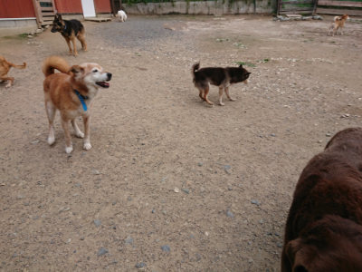 f:id:roukenhome-ann:20190611193053j:plain f:id:roukenhome-ann:20190611193053j:plain