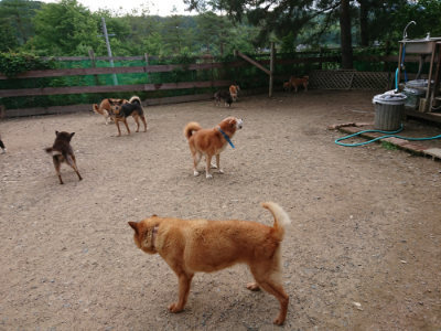 f:id:roukenhome-ann:20190611193102j:plain f:id:roukenhome-ann:20190611193102j:plain